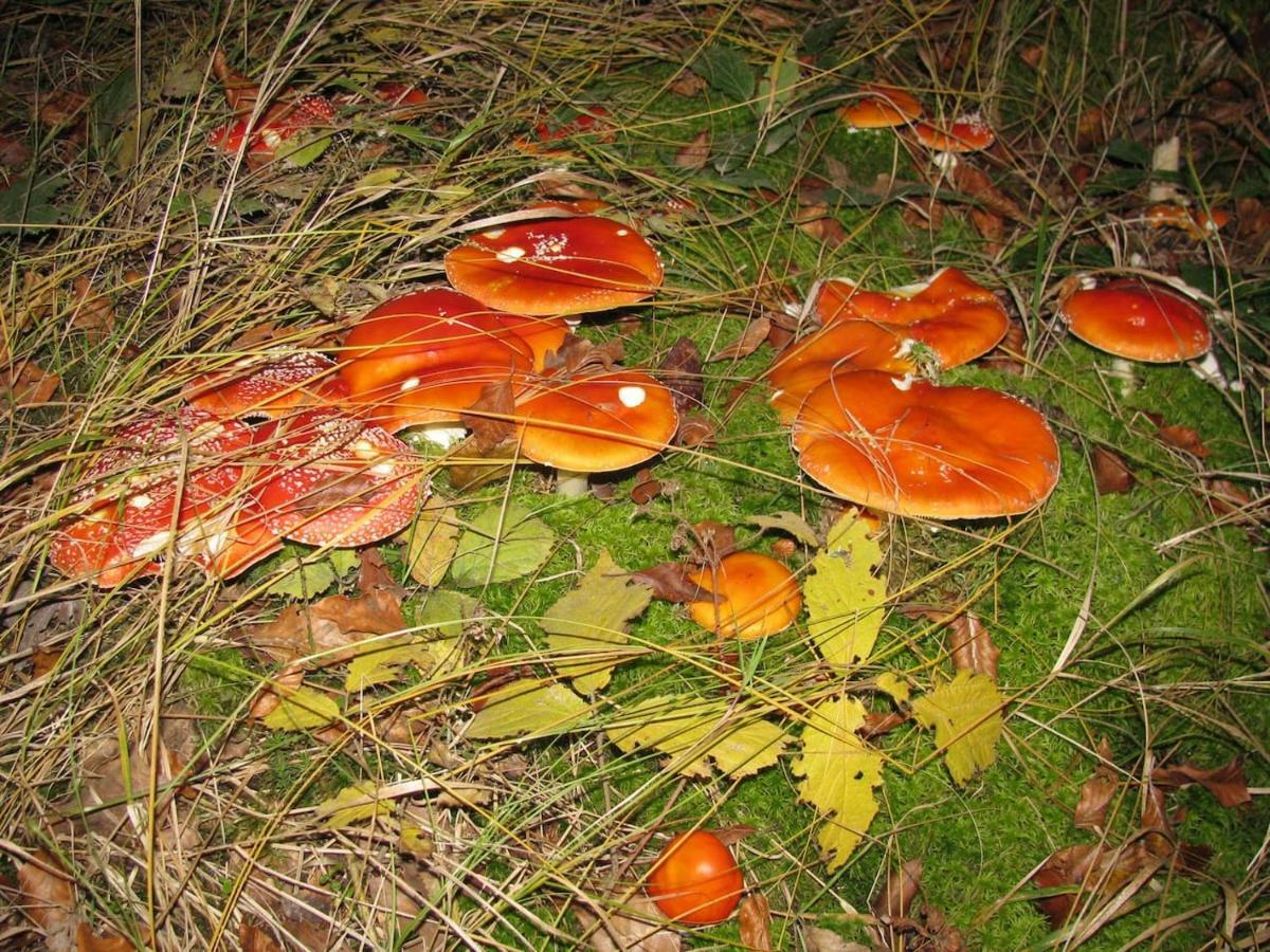 Obora 827 Nova Bystrice Villa Luaran gambar